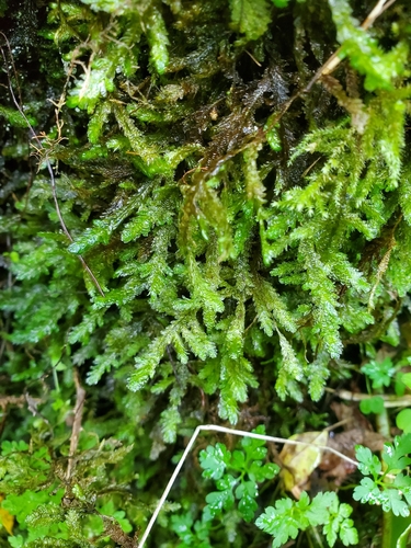 Exsertotheca crispa observed 2026-10-25