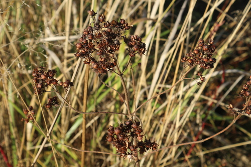 Lysimachia vulgaris, 2026-10-25