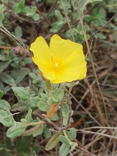 Lasianthus observed 2026-10-25