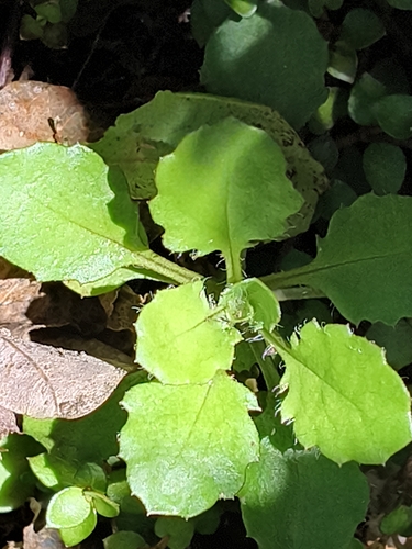 Lagenophora pumila observed 2026-10-25