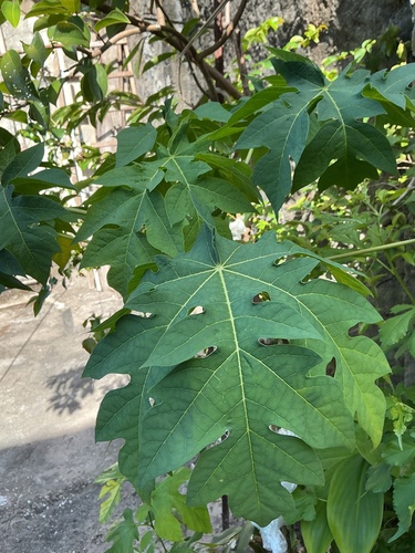 Carica papaya observed 2026-10-25