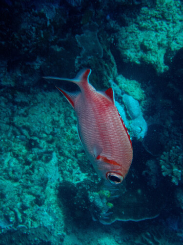 Myripristis vittata observed 2026-09-30