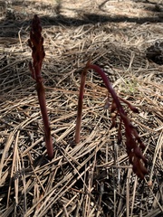 Corallorhiza maculata