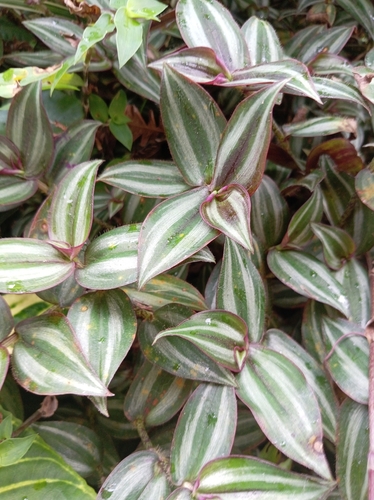 Tradescantia zebrina observed 2026-10-25