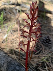 Corallorhiza maculata