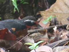 Rhodinocichla rosea