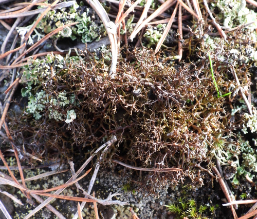 Cetraria muricata observed 2026-10-25