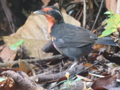 Rhodinocichla rosea
