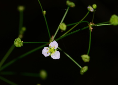 Alisma plantago-aquatica observed 2026-10-25