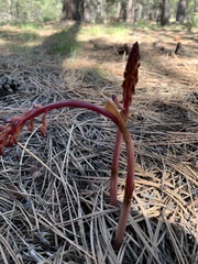 Corallorhiza maculata