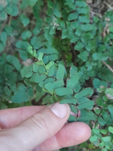 Adiantum formosum observed 2026-10-24