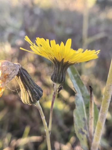 Sonchus arvensis observed 2026-10-25