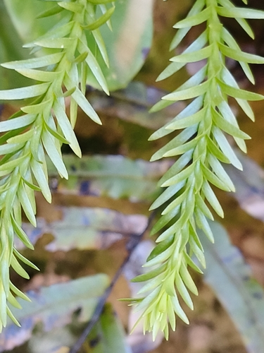 Phlegmariurus billardierei observed 2026-10-25