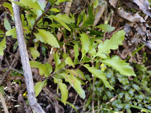 Phyllocladus trichomanoides observed 2026-10-25