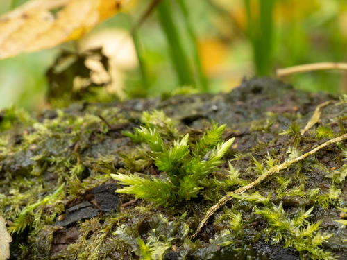 Climacium dendroides observed 2026-10-25