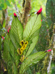Columnea picta