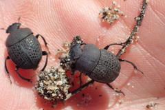 Epirinus flagellatus