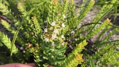 Aspidoglossum heterophyllum