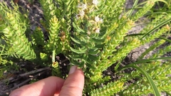 Aspidoglossum heterophyllum