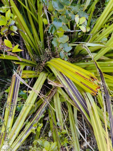 Astelia nervosa observed 2026-10-25