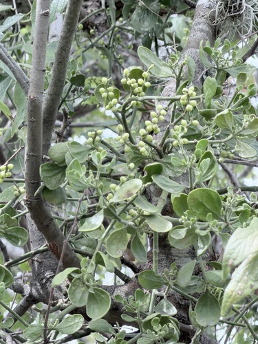 American Mistletoe