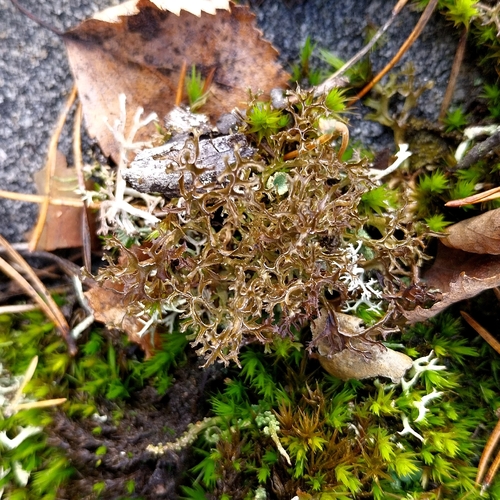 Cetraria ericetorum observed 2026-10-25
