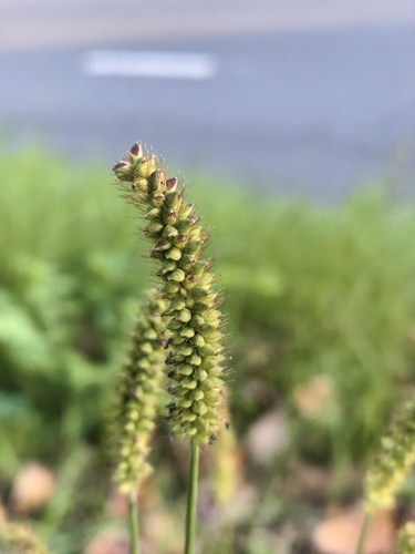 Setaria pumila observed 2026-10-25