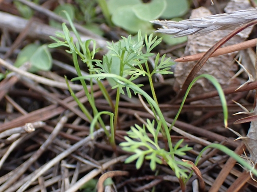 Southern shepherd's-needle (Scandix australis)