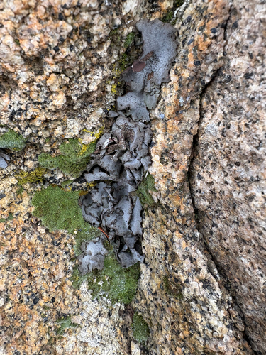 Leather Lichen