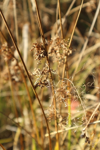 Juncus effusus observed 2026-10-25