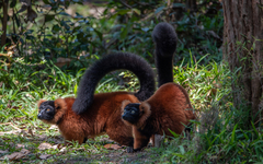 Varecia rubra