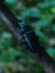 Platycerus