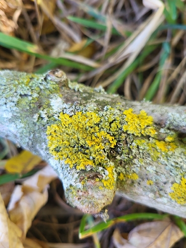 Xanthomendoza, 2026-10-25
