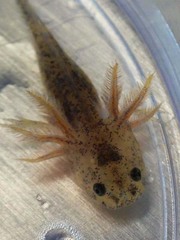 Ambystoma mexicanum