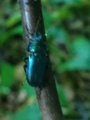 Platycerus