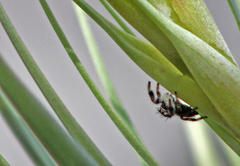 Phidippus bidentatus