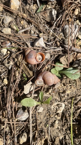 Cyclostoma sulcatum, 2026-10-25