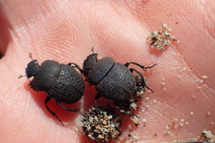 Epirinus flagellatus