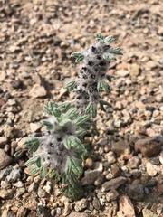 Lagopsis marrubiastrum