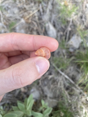 Cyclostoma sulcatum, 2026-10-25