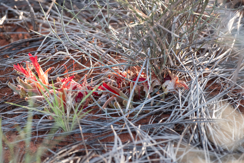 Leptosema chambersii, 2026-09-12