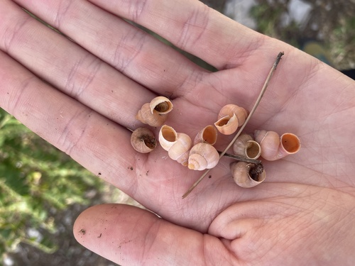 Cyclostoma sulcatum, 2026-10-25