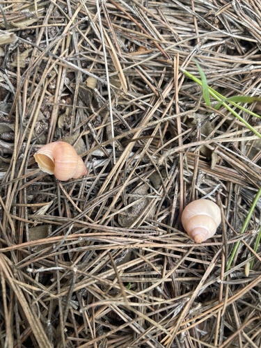 Cyclostoma sulcatum, 2026-10-25