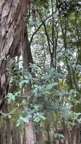 Eucalyptus globulus observed 2026-10-25