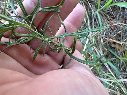 Artemisia ludoviciana, 2026-10-25