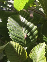 Harmonia axyridis