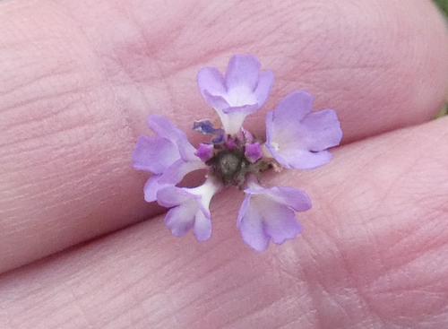 Verbena officinalis observed 2026-10-25