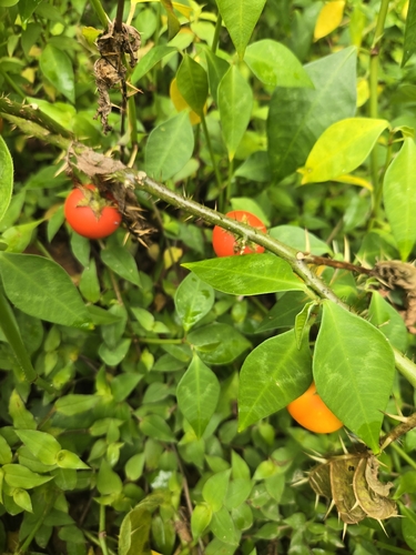 Solanum capsicoides observed 2026-10-25