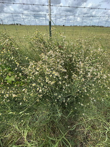 Spiny Chloracantha
