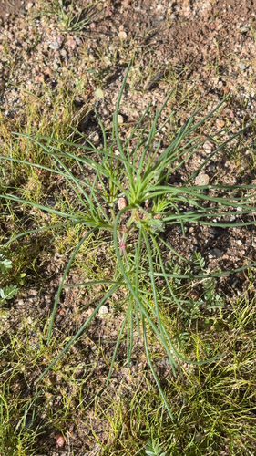 Salsola kali observed 2026-10-25